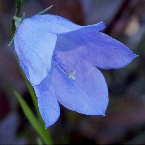 bluebellbeaut